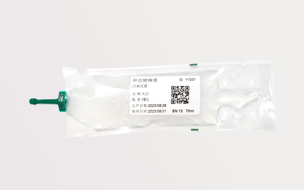 種母豬（大白、長白）